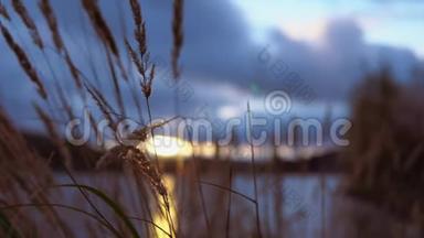 秋天的傍晚，干草在池塘的两岸摇曳.